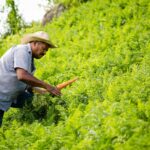 Jak sadzić marchewkę – kompletny poradnik dla dużych i zdrowych korzeni