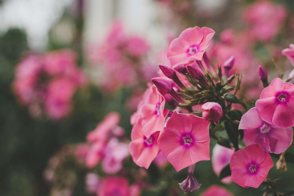 Czego nie sadzić obok mieczyka? Złe sąsiedztwo