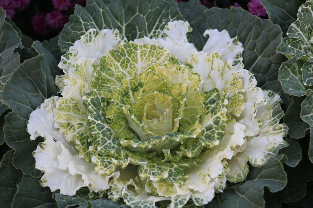 Jak długo trwa formowanie się główki kapusty?