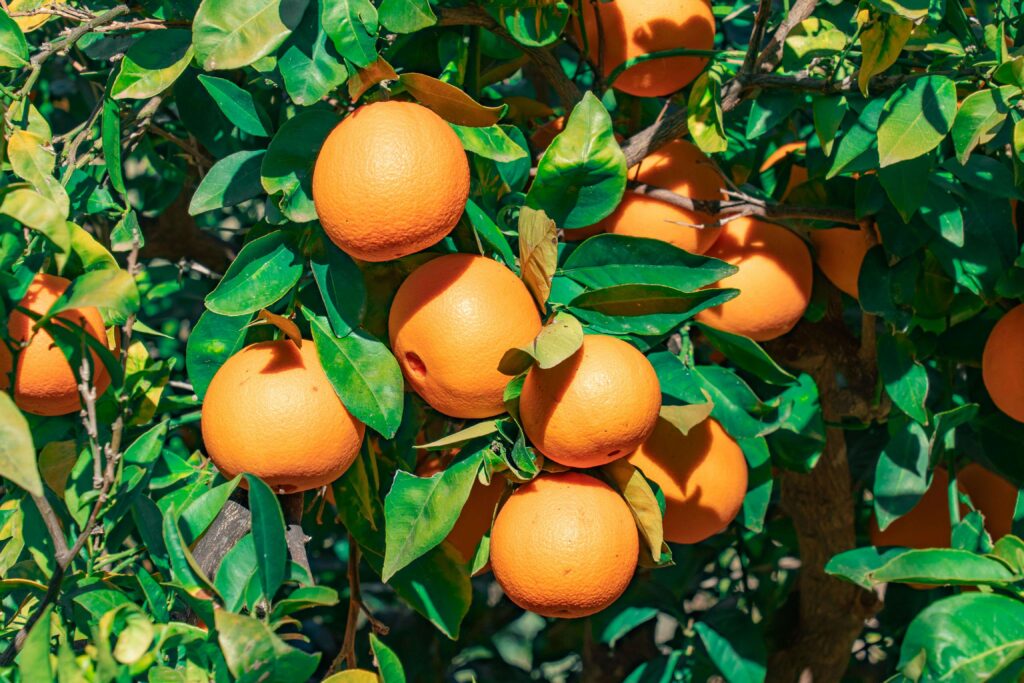 Co zrobić, żeby z pestki wyrosło drzewo? Instrukcja krok po kroku