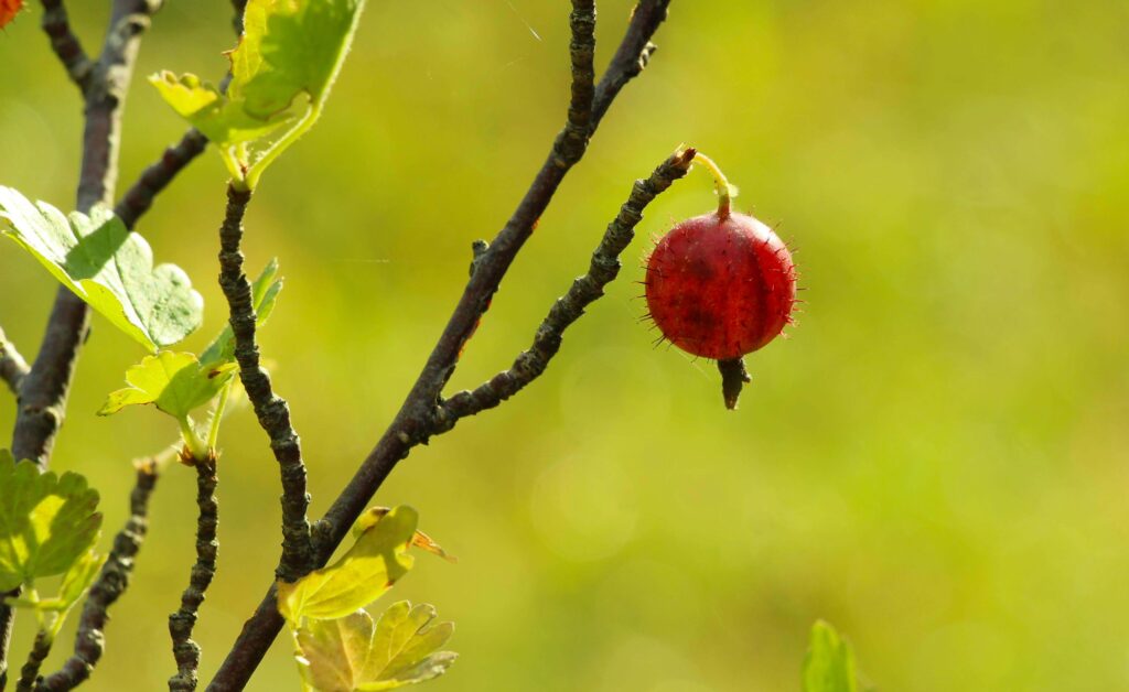W którym roku po posadzeniu owocuje agrest?
