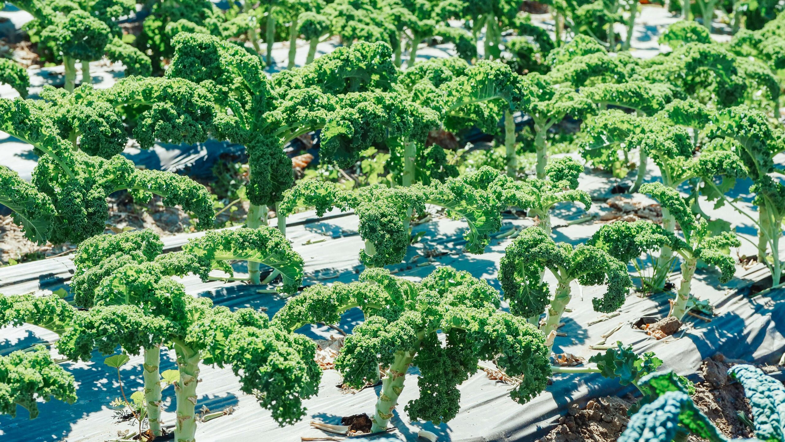 Jak sadzić brokuły – terminy, zasady, dobre i złe sąsiedztwo