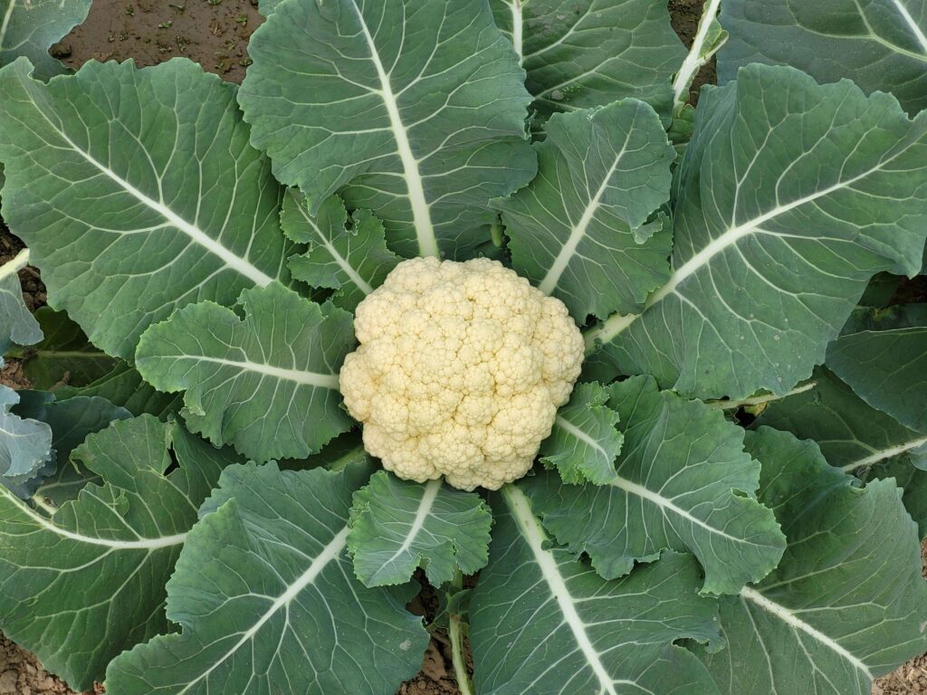 Jak uprawiać kalarepę w gruncie? Pielęgnacja krok po kroku