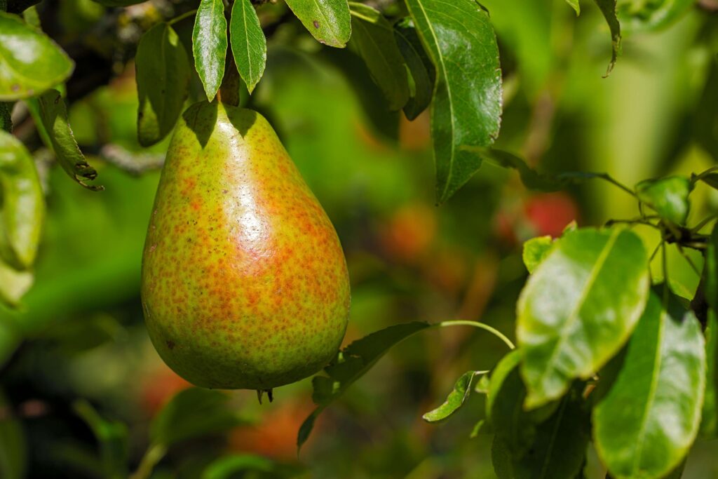 Czego nie lubi gruszka?
