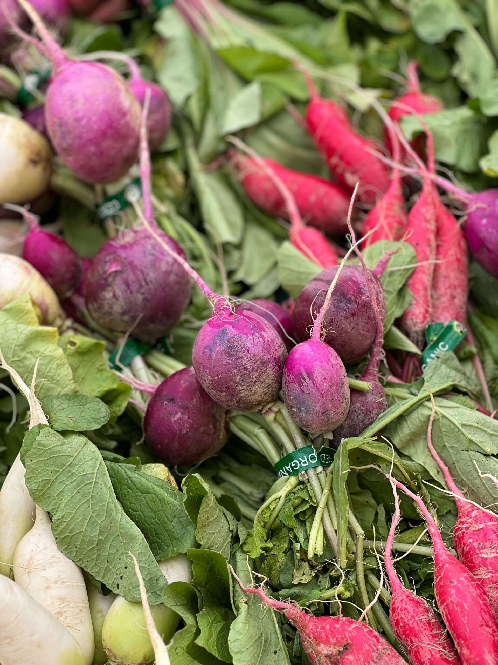 Jak przechowywać chrzan – świeży korzeń, starty i domowe przetwory