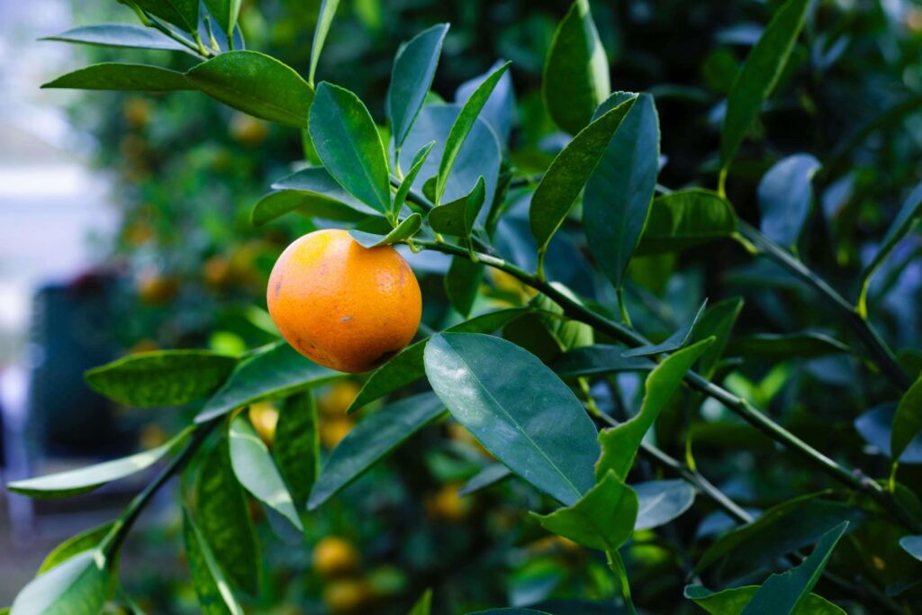 Jak się sadzi pomarańcze? Z pestki czy z sadzonki?