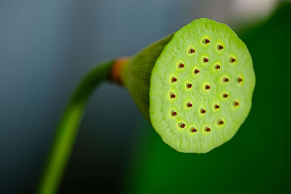 Jak prawidłowo sadzić lilie krok po kroku?