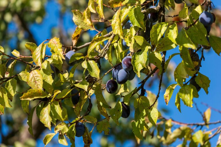 Jak sadzić śliwę – kompletny poradnik krok po kroku