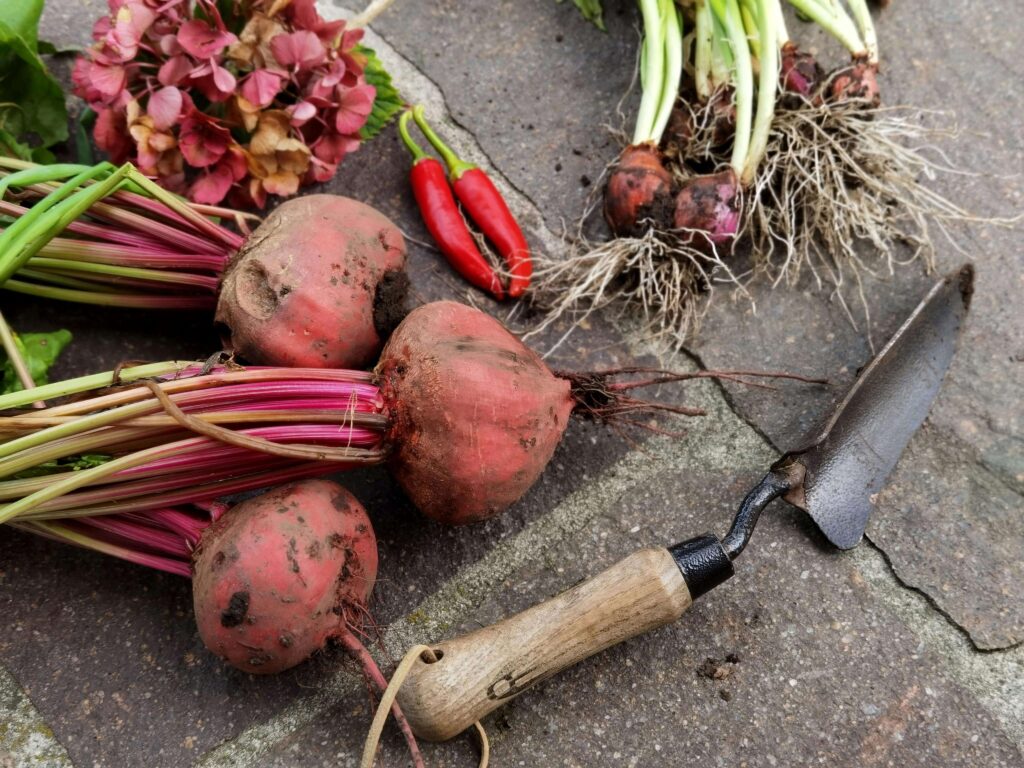 Jak się sadzi buraki