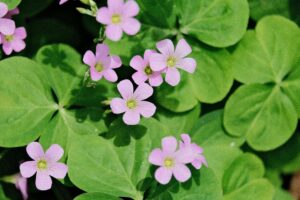 Jak przechowywać szczaw? Metody, właściwości i przeciwwskazania