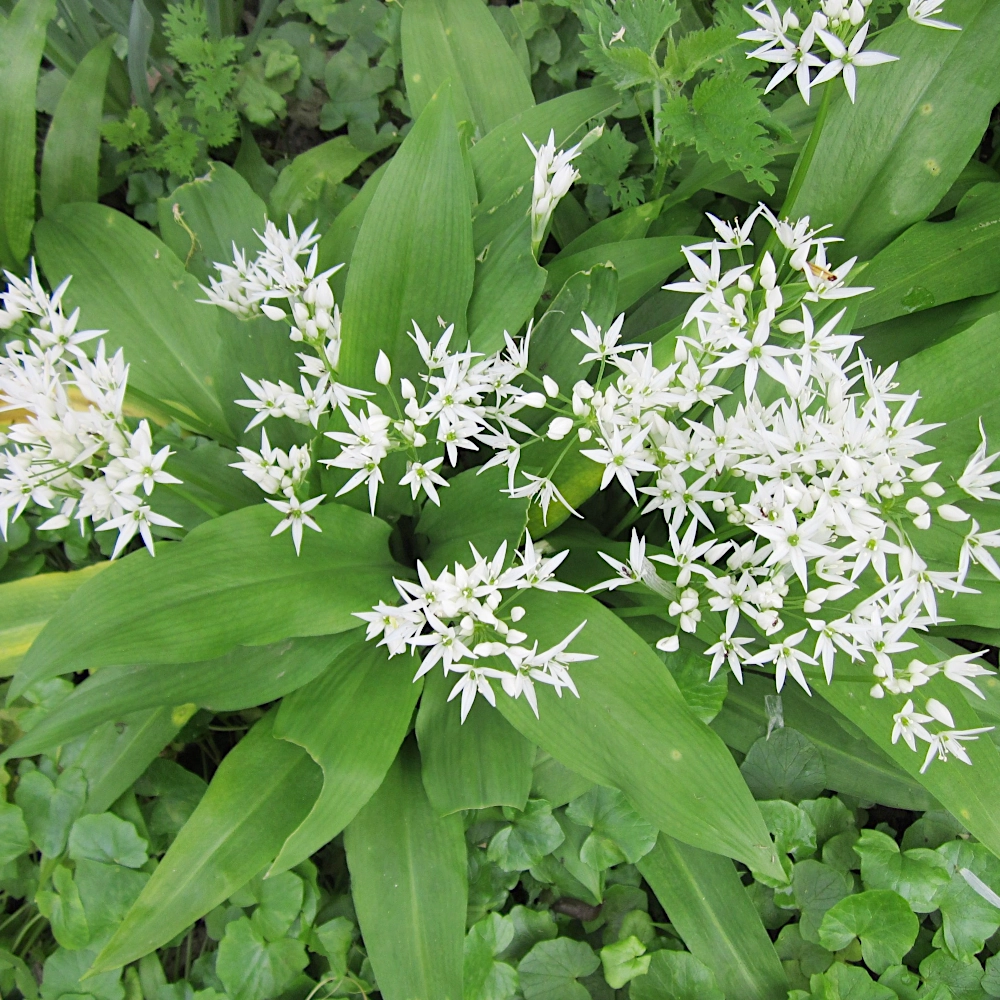 10198.webp Allium Ursinum Czosnek Niedźwiedzi cebule do sadzenia 3szt.