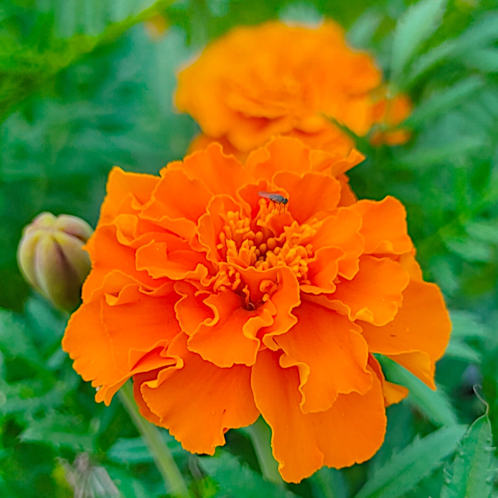 10227.webp Aksamitka rozpierzchła pełna Petite Orange pomarańczowa nasiona 1g - VILMORIN