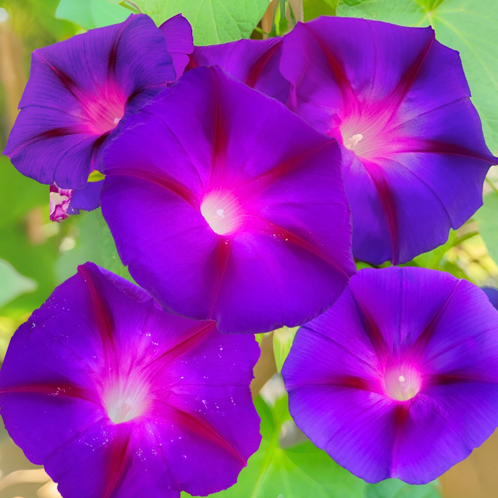10437.webp Powój wilec Grandpa Ott's nasiona 1g - TORAF