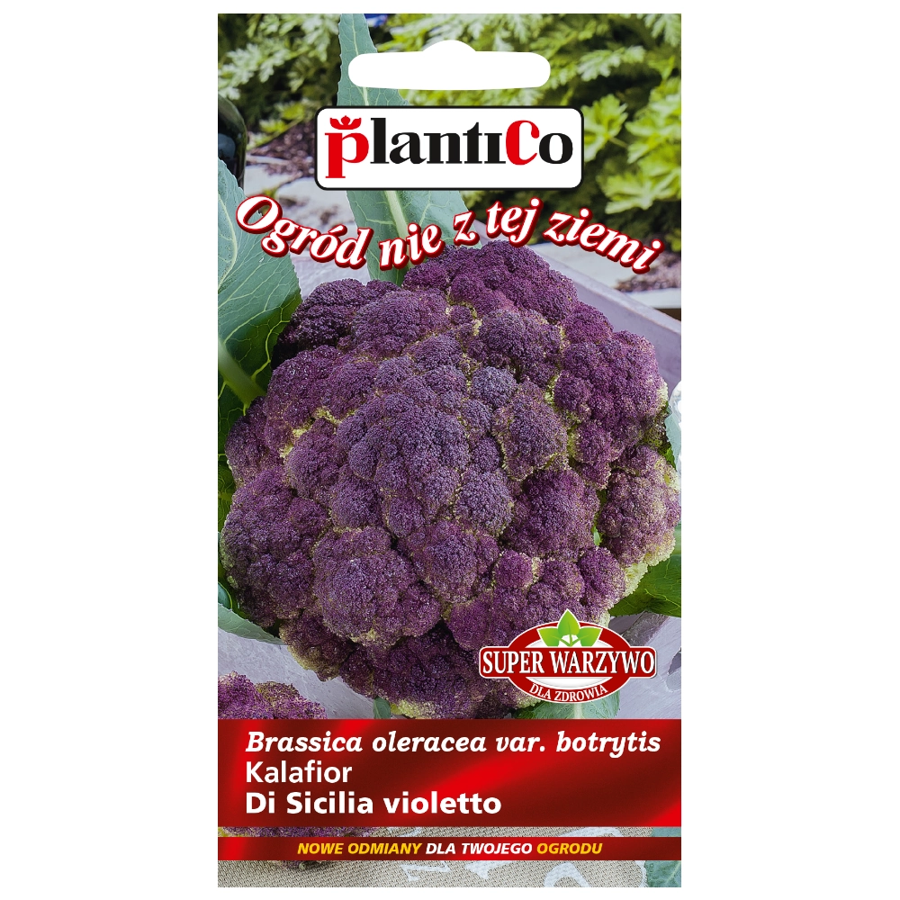 Kalafior Di Sicilia violetto nasiona 0,2g - PlantiCo