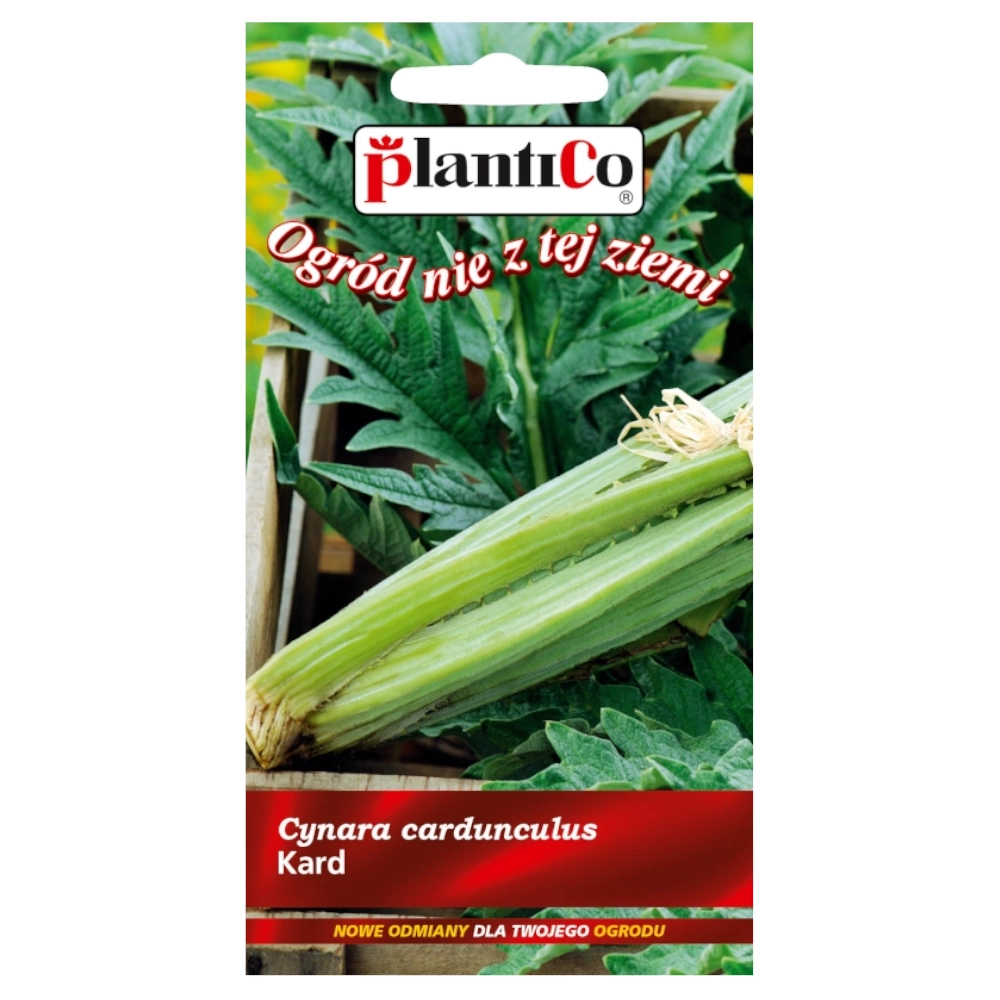 Kard Bianco Avorio nasiona 1g - Plantico