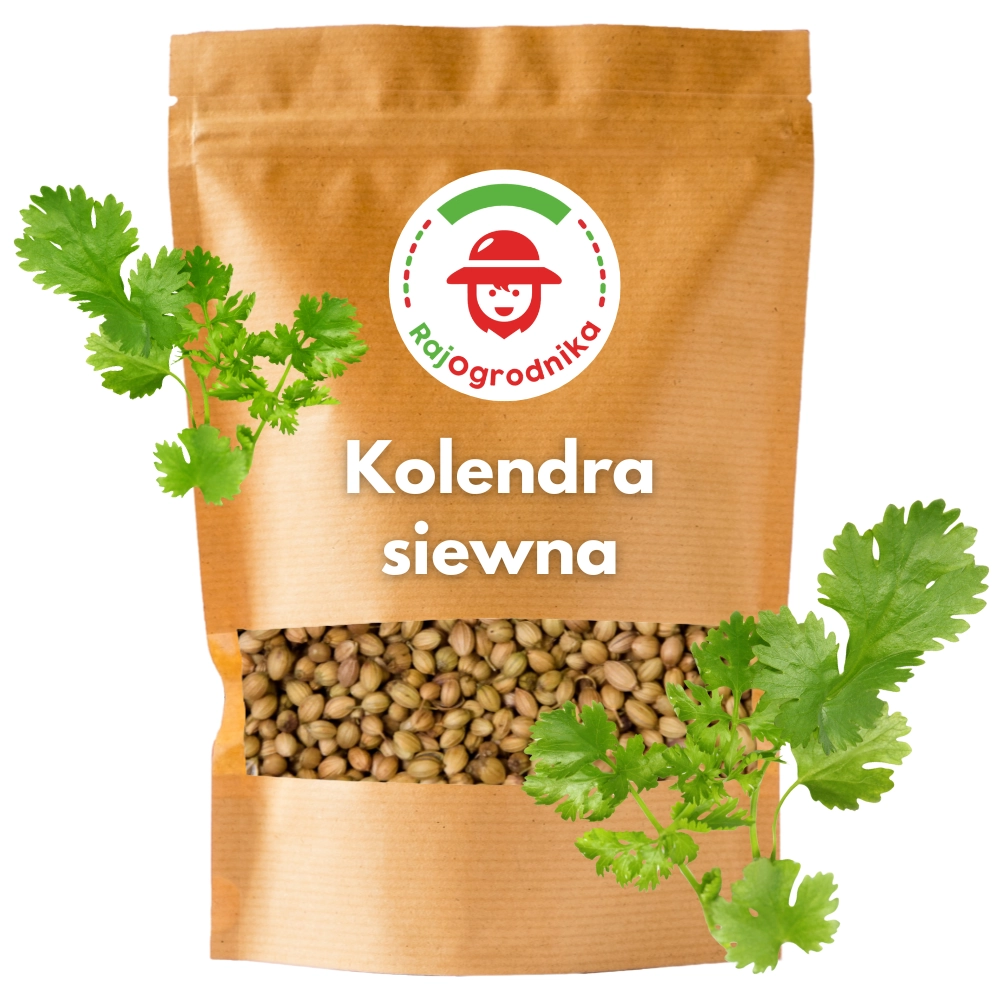 Kolendra siewna nasiona 1 kg