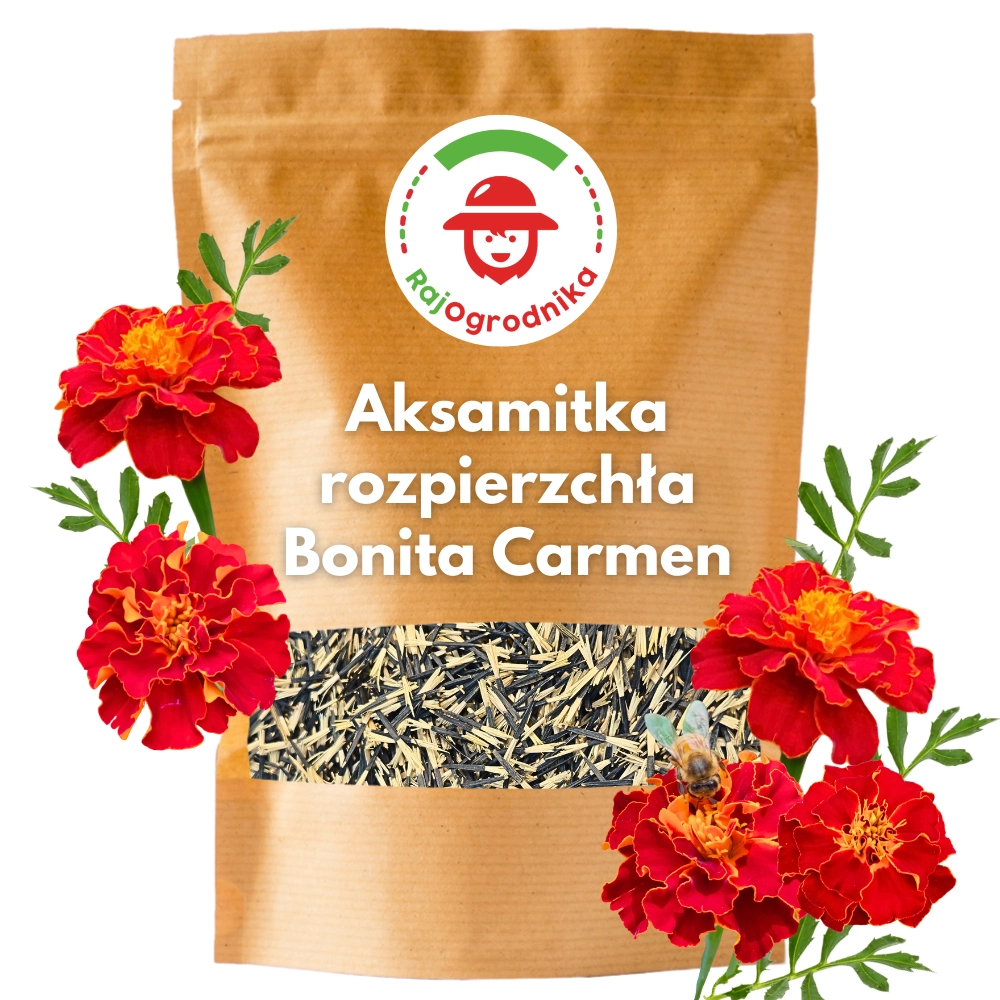 11642.webp Aksamitka rozpierzchła Bonita Carmen nasiona 100g - REDUM