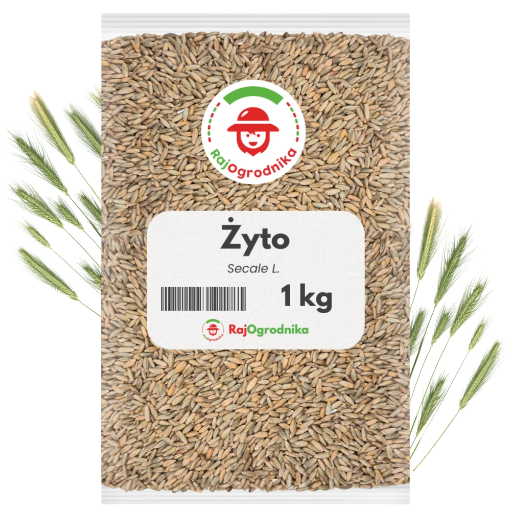 Żyto ozime 1 kg na poplon ozimy, zielony nawóz i poprawę gleby