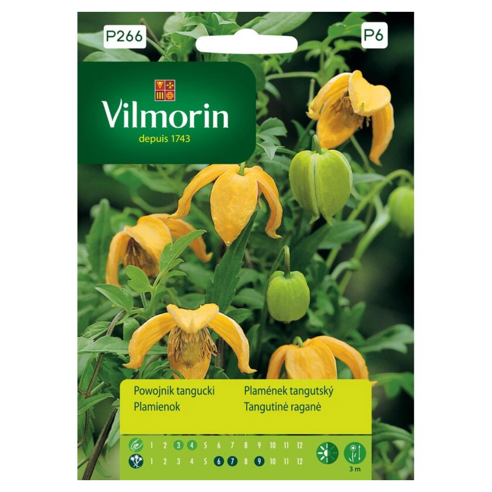 12801.webp Powojnik tangucki nasiona 0,2g - VILMORIN