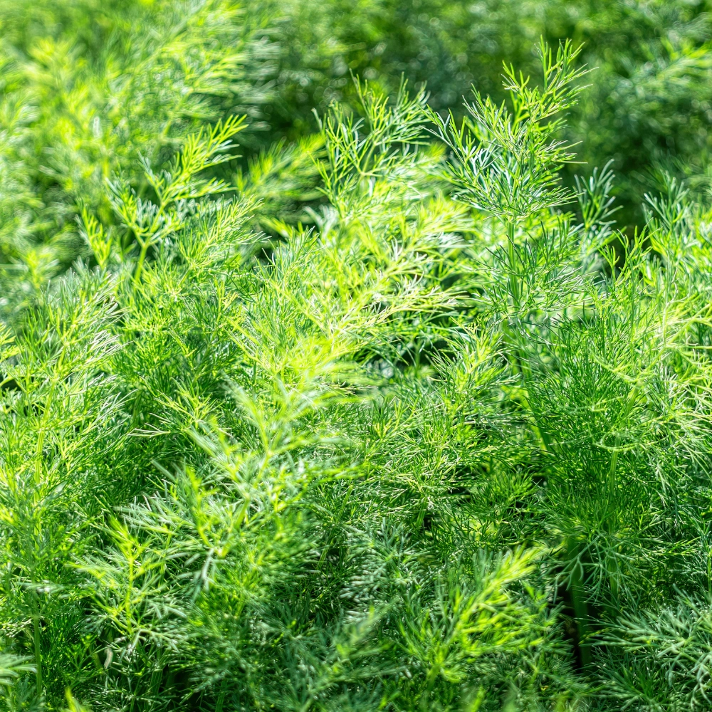 Koper Monarch nasiona 500g - PlantiCo