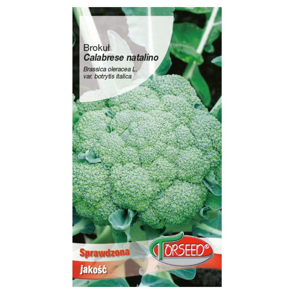 Brokuł włoski Calabrese natalino nasiona 2g - TORSEED