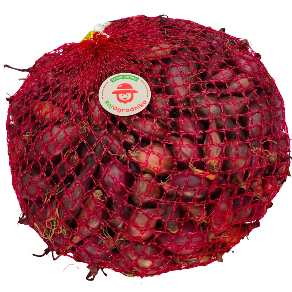 Cebula dymka Wenta do sadzenia 500g
