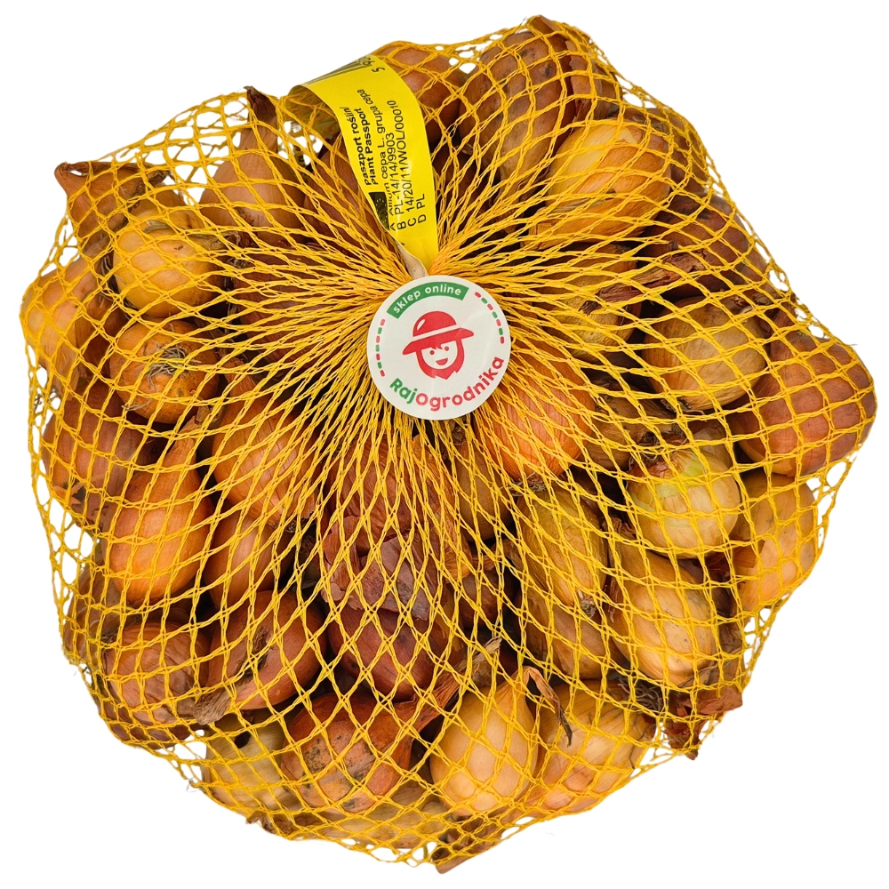 Cebula Dymka żółta Wolska do sadzenia 500g wiosenna 20-25 mm IV