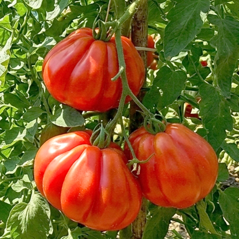 13774.webp Pomidor Liguria odmiana Oxheart o dużych smacznych owocach nasiona 25szt. - ReinSaat