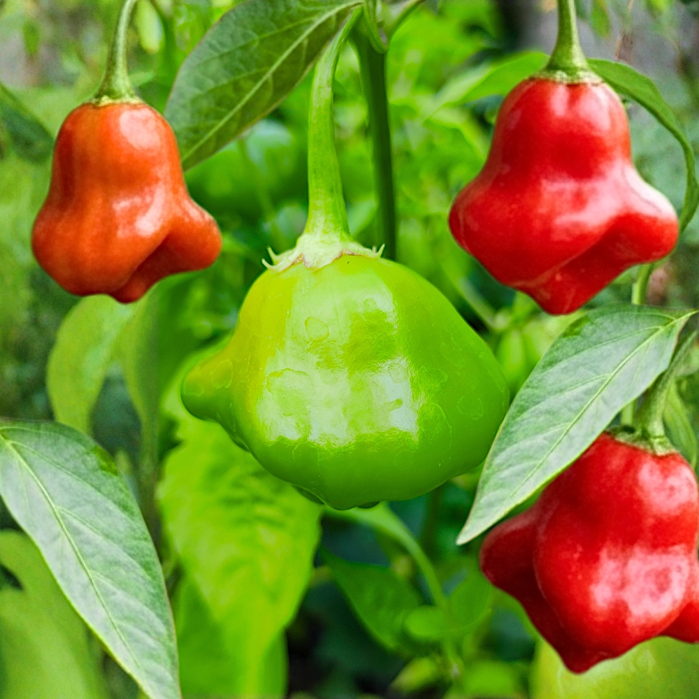13841.webp Papryka Glockenpaprika o owocach przypominających dzwonek nasiona 20szt. - ReinSaat