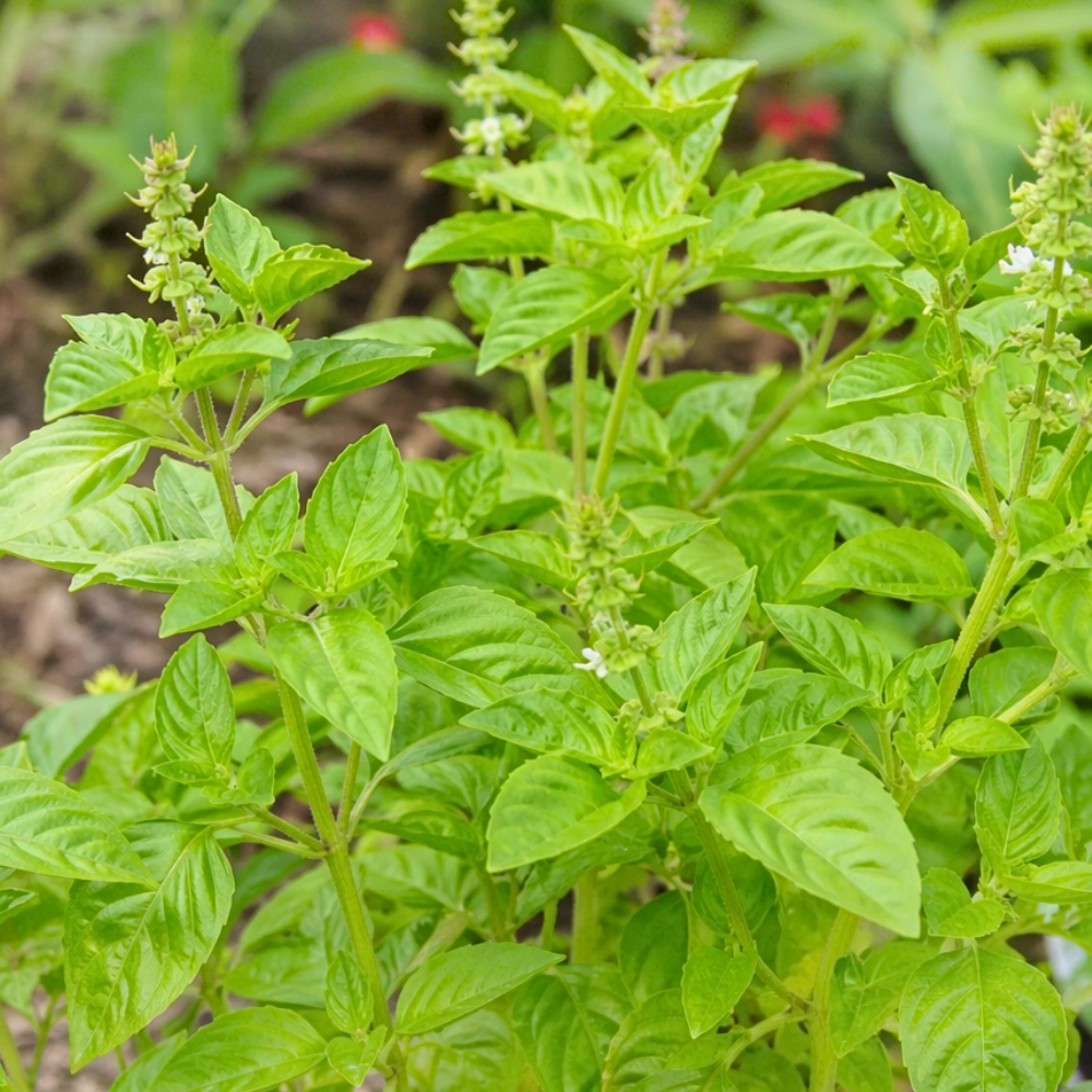 14383.webp Bazylia cytrynowa Thai Lemon Basil odmiana o świeżym cytrusowym aromacie nasiona 0,4g - ReinSaat