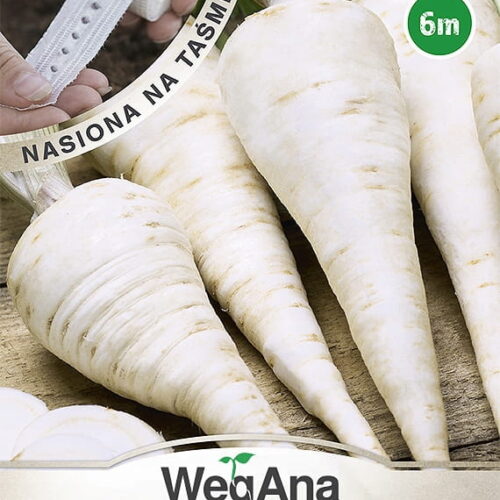 1520.jpg Pietruszka korzeniowa późna Hanacka nasiona na taśmie 6 m - WegAna