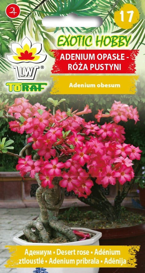 Adenium Ospałe Róża pustyni 5szt. - TORAF