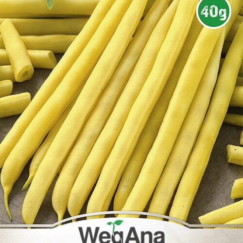 Fasola Berrgold Karłowa wczesna 40g - WegAna