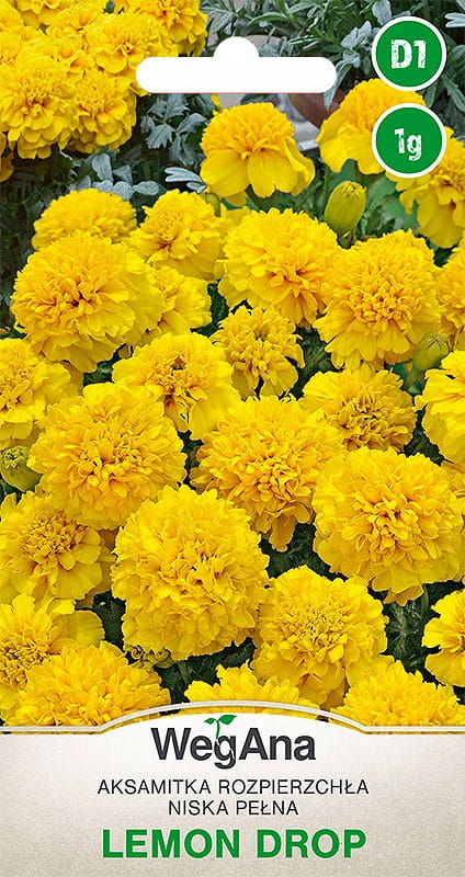 2457.jpg Aksamitka Rozpierzchła żółta niska Lemon Drop 1g - WegAna