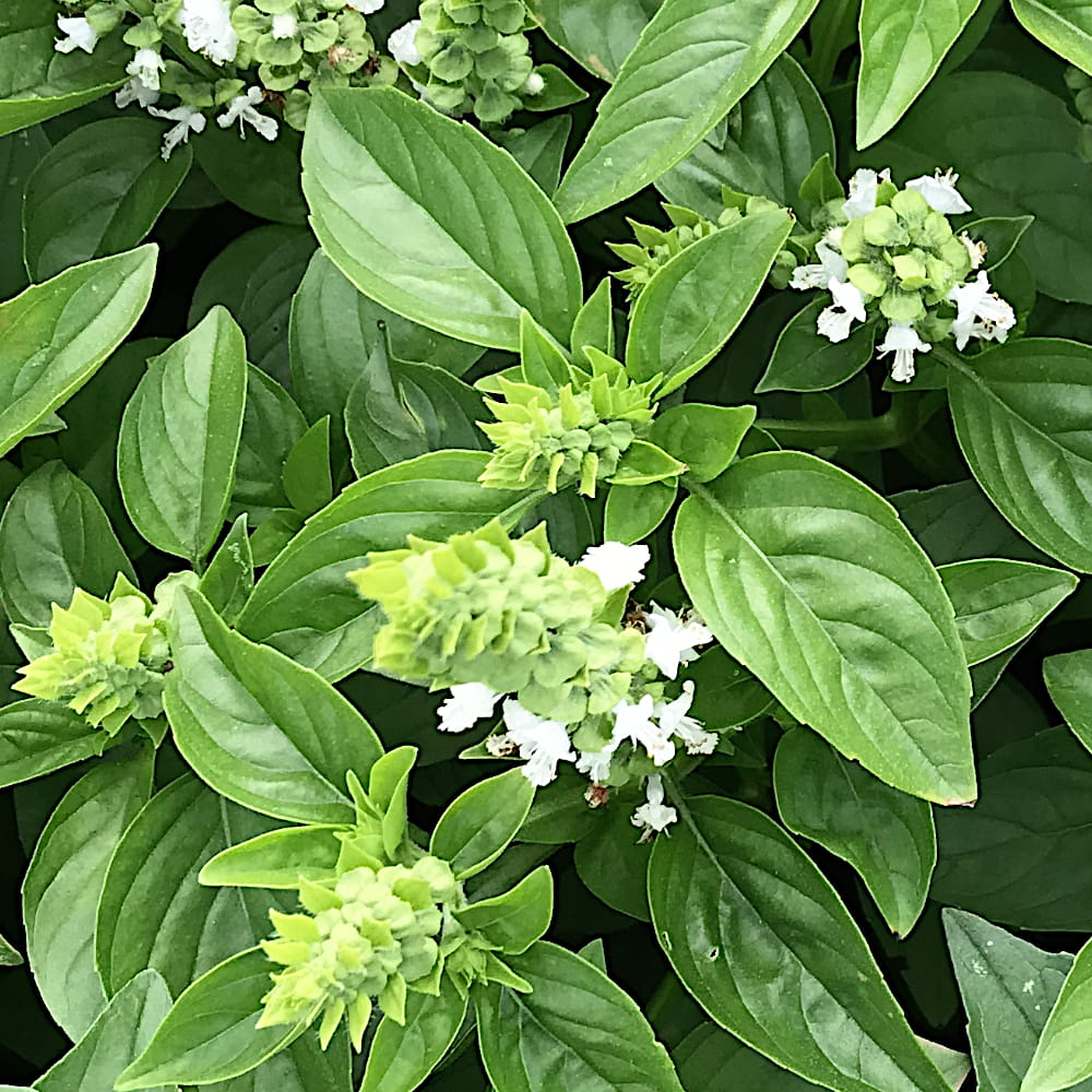 Bazylia Grecka nasiona 0,1g - TORSEED