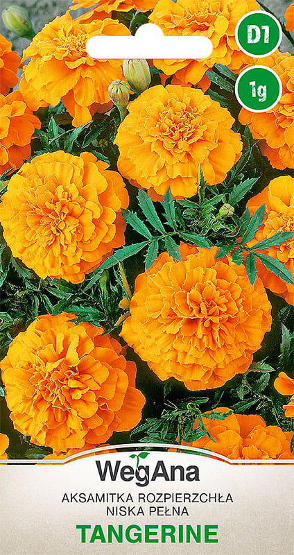 3731.jpg Aksamitka rozpierzchła niska pomarańczowa Tangerine 1g - WegAna