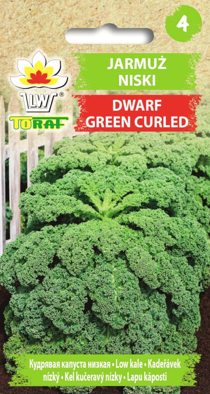 Jarmuż Dwarf Green Curled nasiona 1g -TORAF