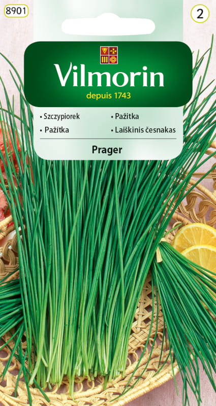 4371.jpg Szczypiorek ogrodowy Prager 2g - VILMORIN