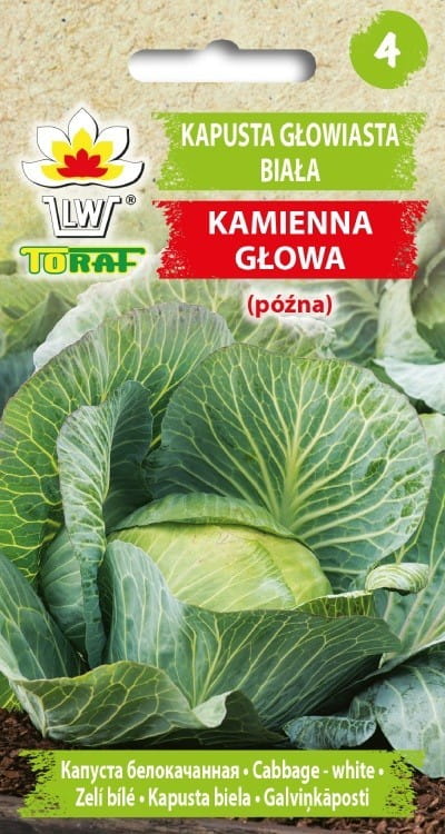 Kapusta głowiasta biała Kamienna Głowa nasiona 2g -TORAF
