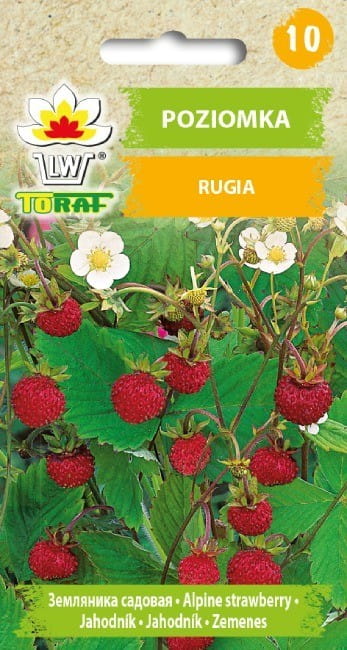 4470.jpg Poziomka Rugia nasiona 0,2g - TORAF