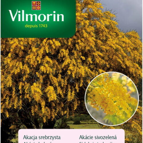 5288.jpg Akacja srebrzysta 20 nasion - VILMORIN