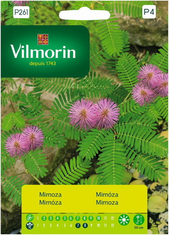 Mimoza Wstydliwa nasiona 0,8g - VILMORIN