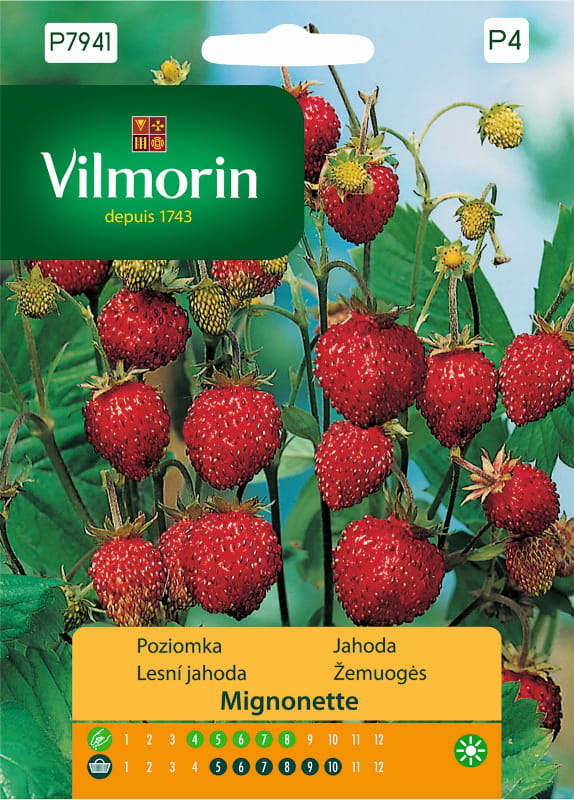 5478.jpg Poziomka Mignonette nasiona 0,1g - VILMORIN