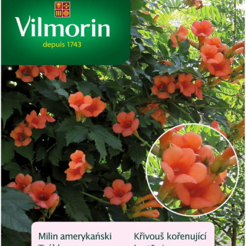 Milin amerykański nasiona 0,3g - VILMORIN