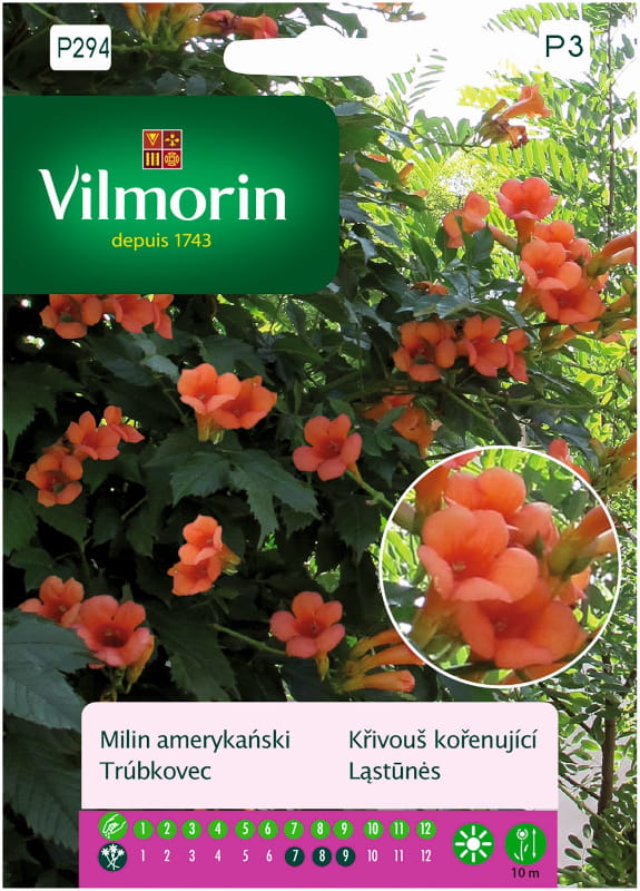 5542.jpg Milin amerykański nasiona 0,3g - VILMORIN