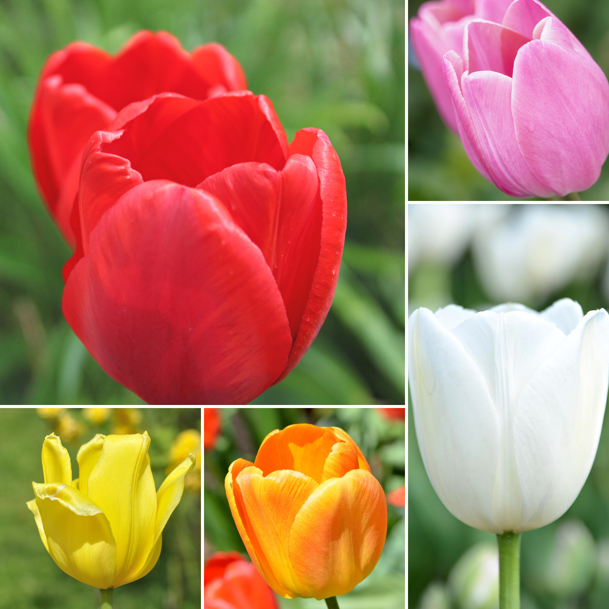 Tulipan Mix 5 Kolorów i odmian tulipanów cebulki kwiatowe 50 szt.