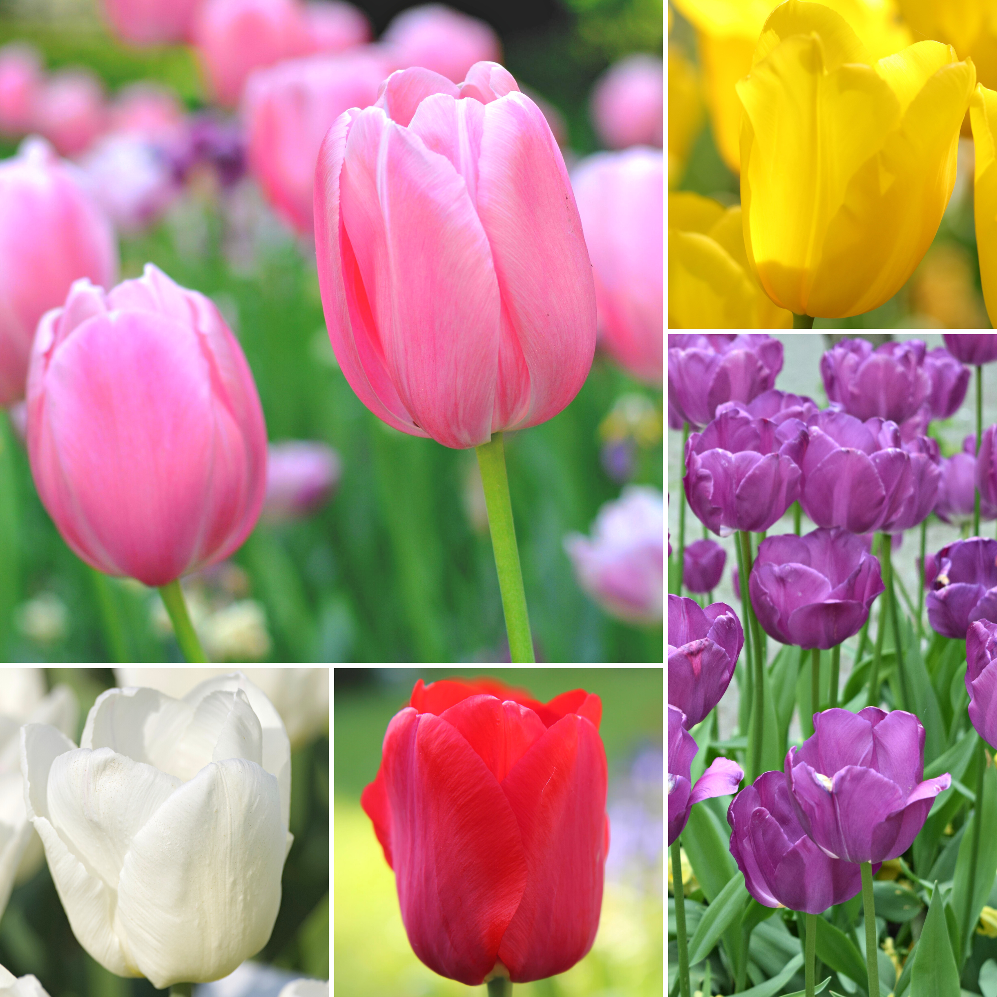 Tulipany Mix Kolorów i 5 odmian DUŻE cebulki kwiatowe 50 szt.