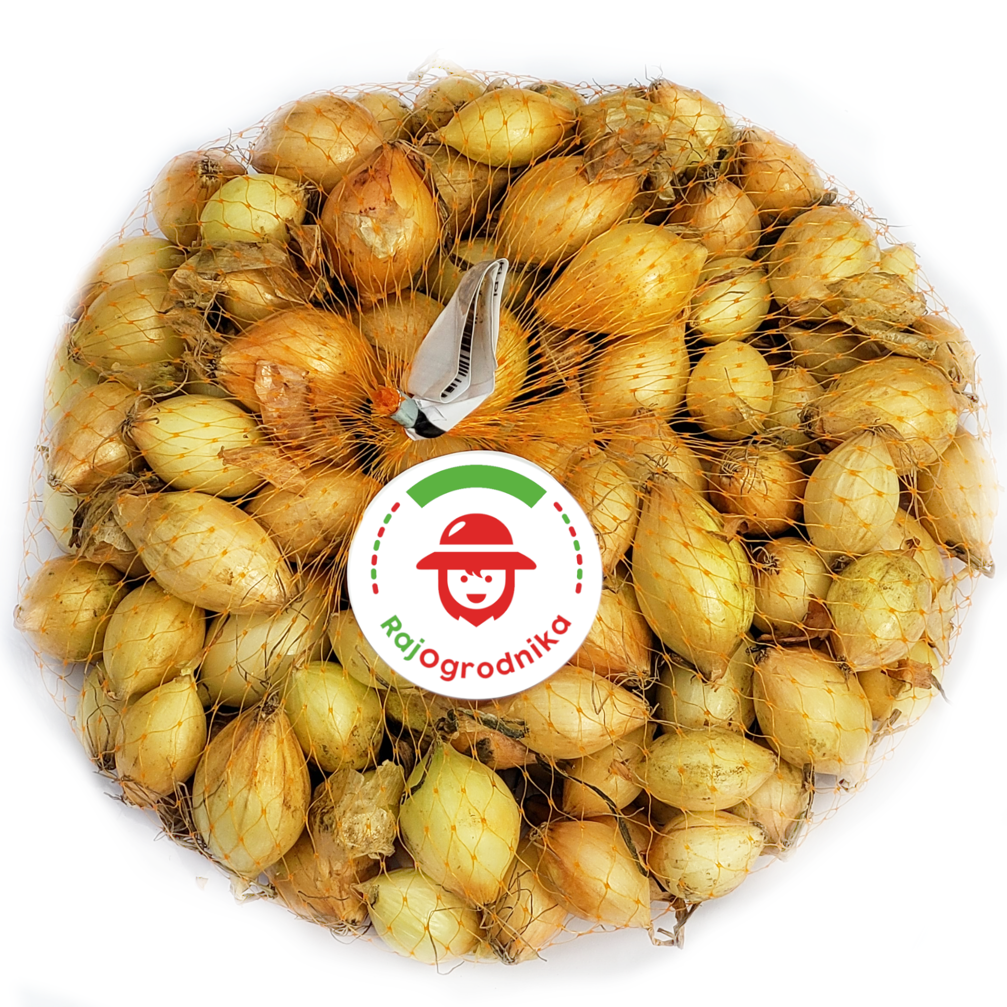 5660.png Cebula Dymka Ozima Senshyu Yellow zimowa ŻÓŁTA 500g PL