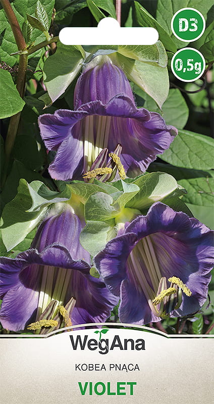 Kobea pnąca Violet nasiona 0,5g - WegAna