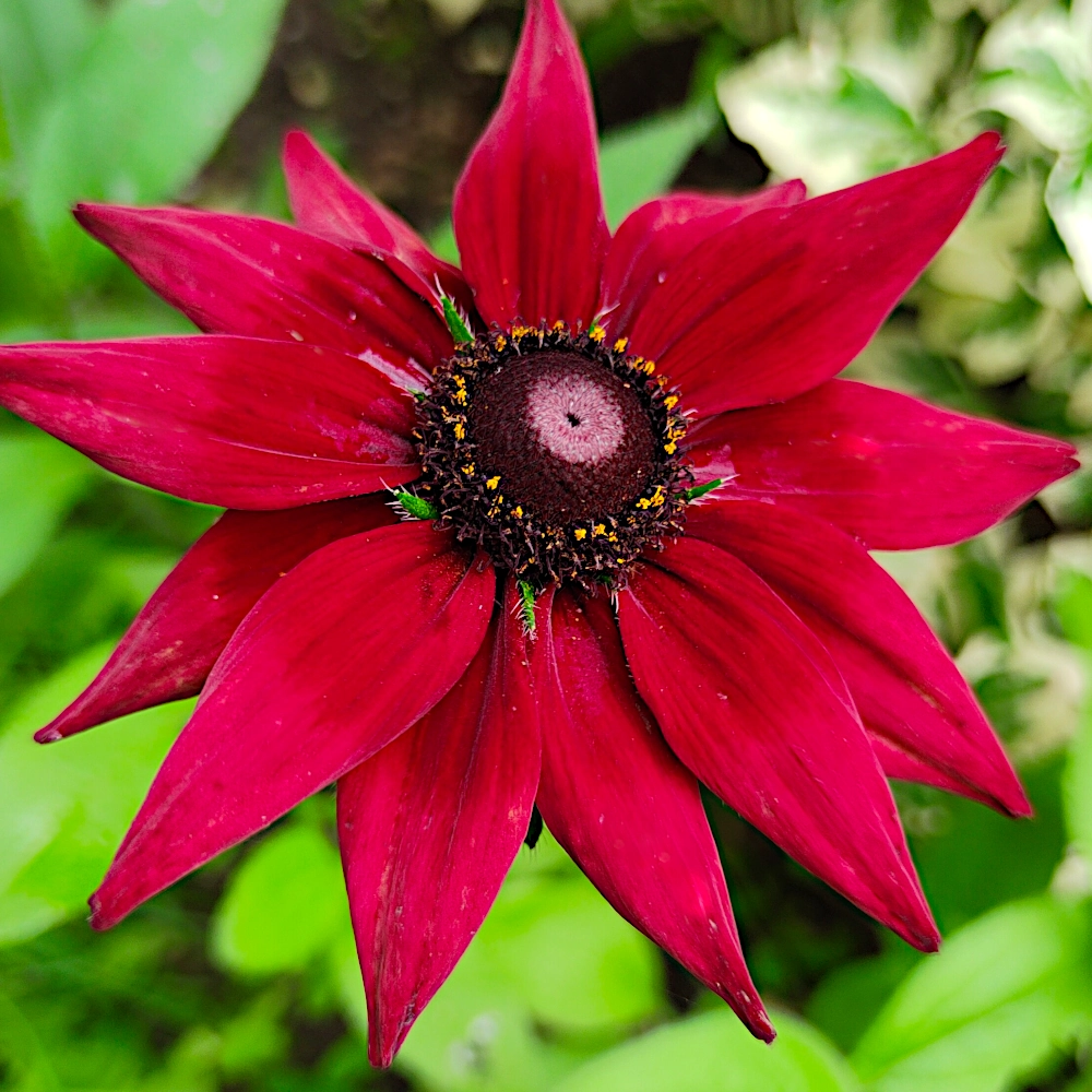 Rudbekia Cherry Brandy nasiona 0,1g - TORAF